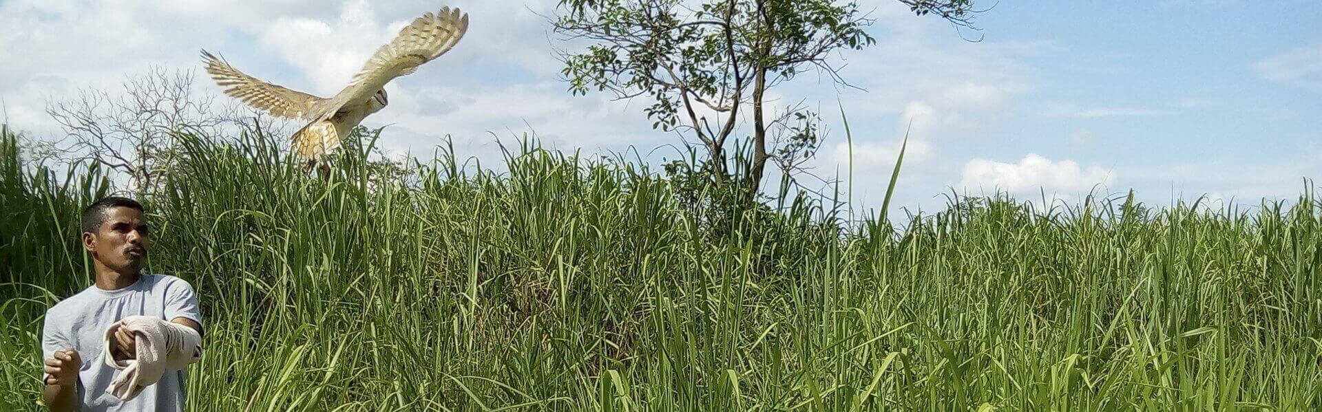 Barn Owl Rescued From Shivsagar Kaziranga